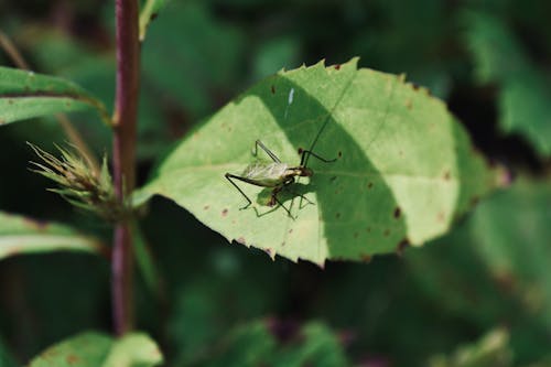Close-up of a Grasshopper Sitting on a Leaf 