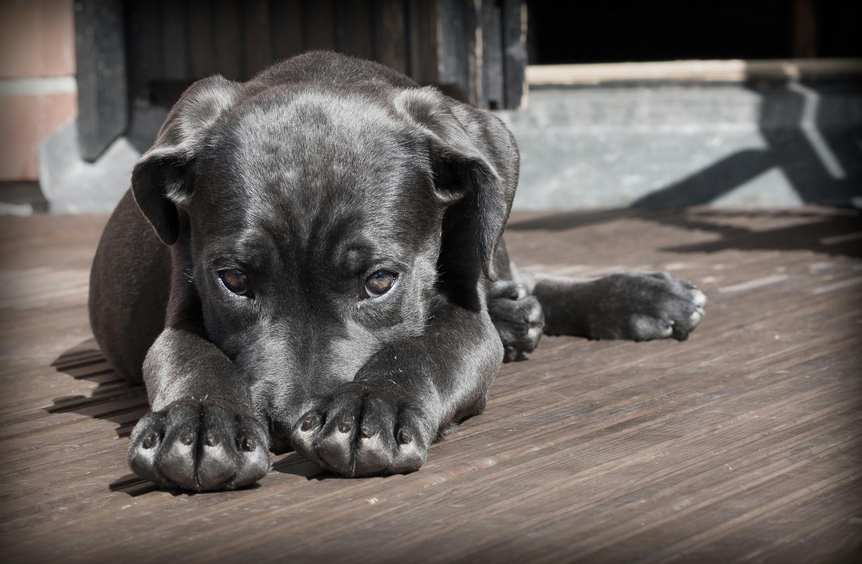 Black Short Haired Dog Free Stock Photo