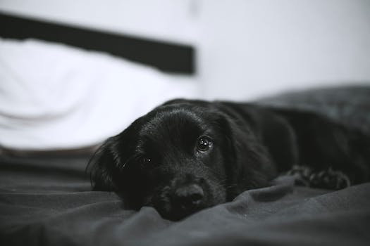 A black puppy lying down on a bed in a cozy, monochrome setting.