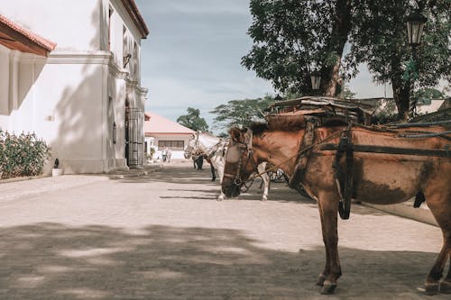 Foto profissional grátis de ao ar livre, árvores, cavalos