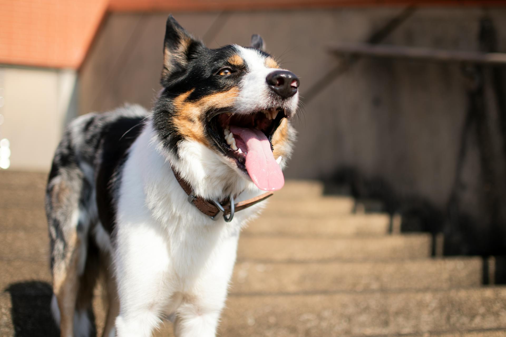 White Black and Brown Border Collie Mix