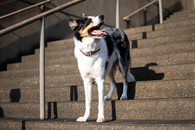 White Black and Brown Short Coated Dog Running on Brown Concrete Road