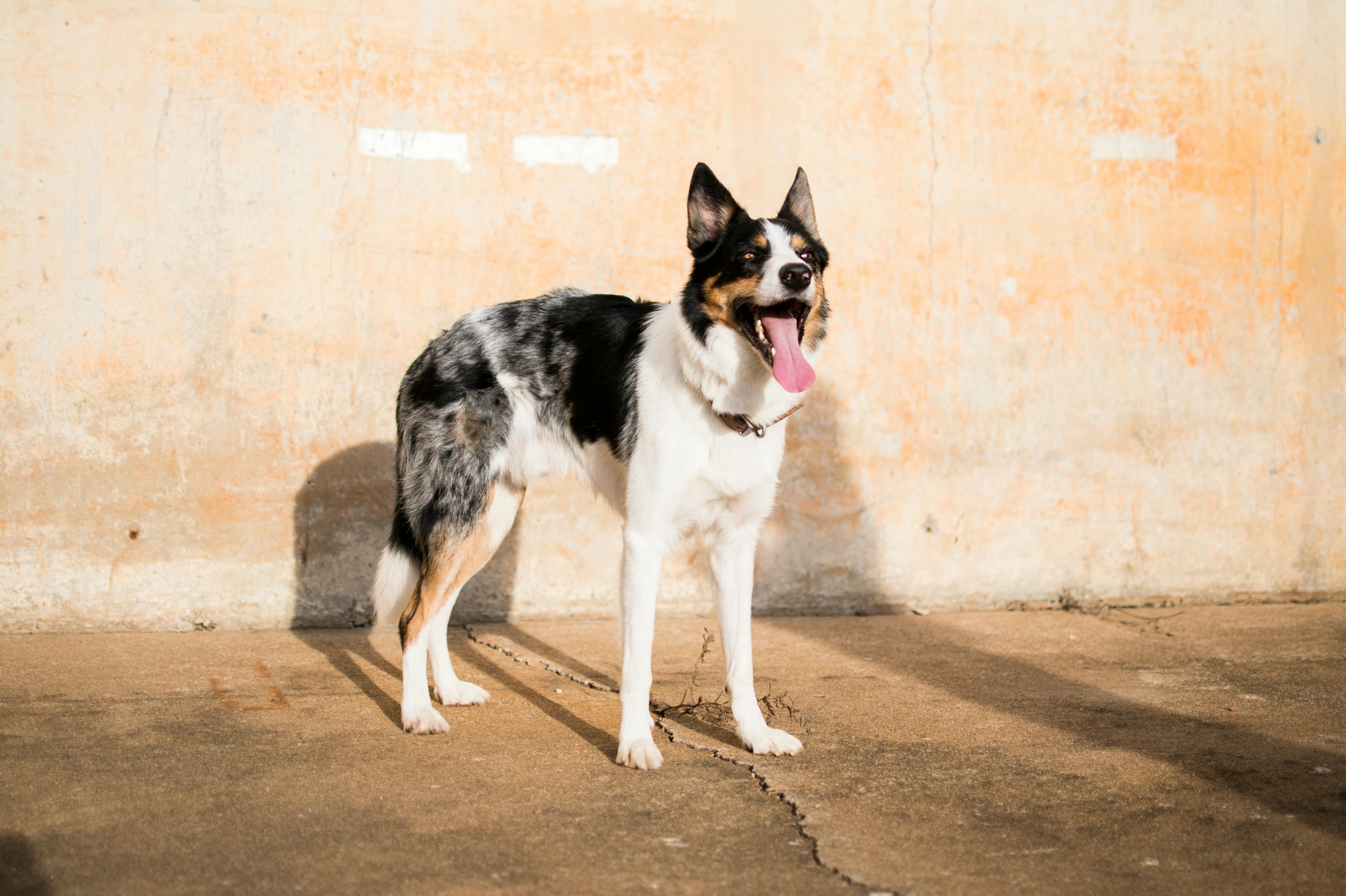 A joyful Border Collie with its tongue out against a warm, sunlit urban wall.