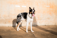 Black and White Short Coated Dog