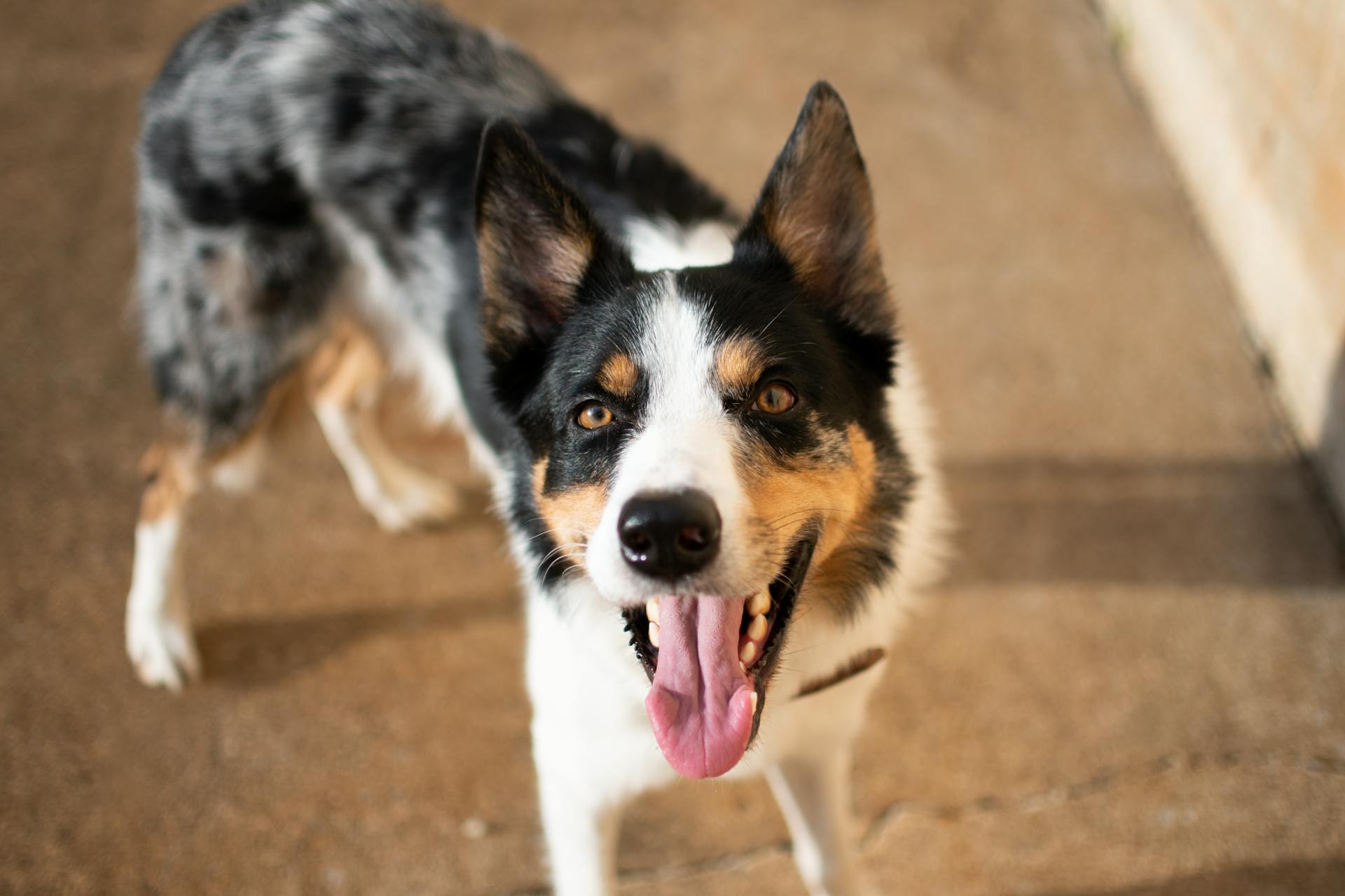 Close-up of Dog With Mouth Opened