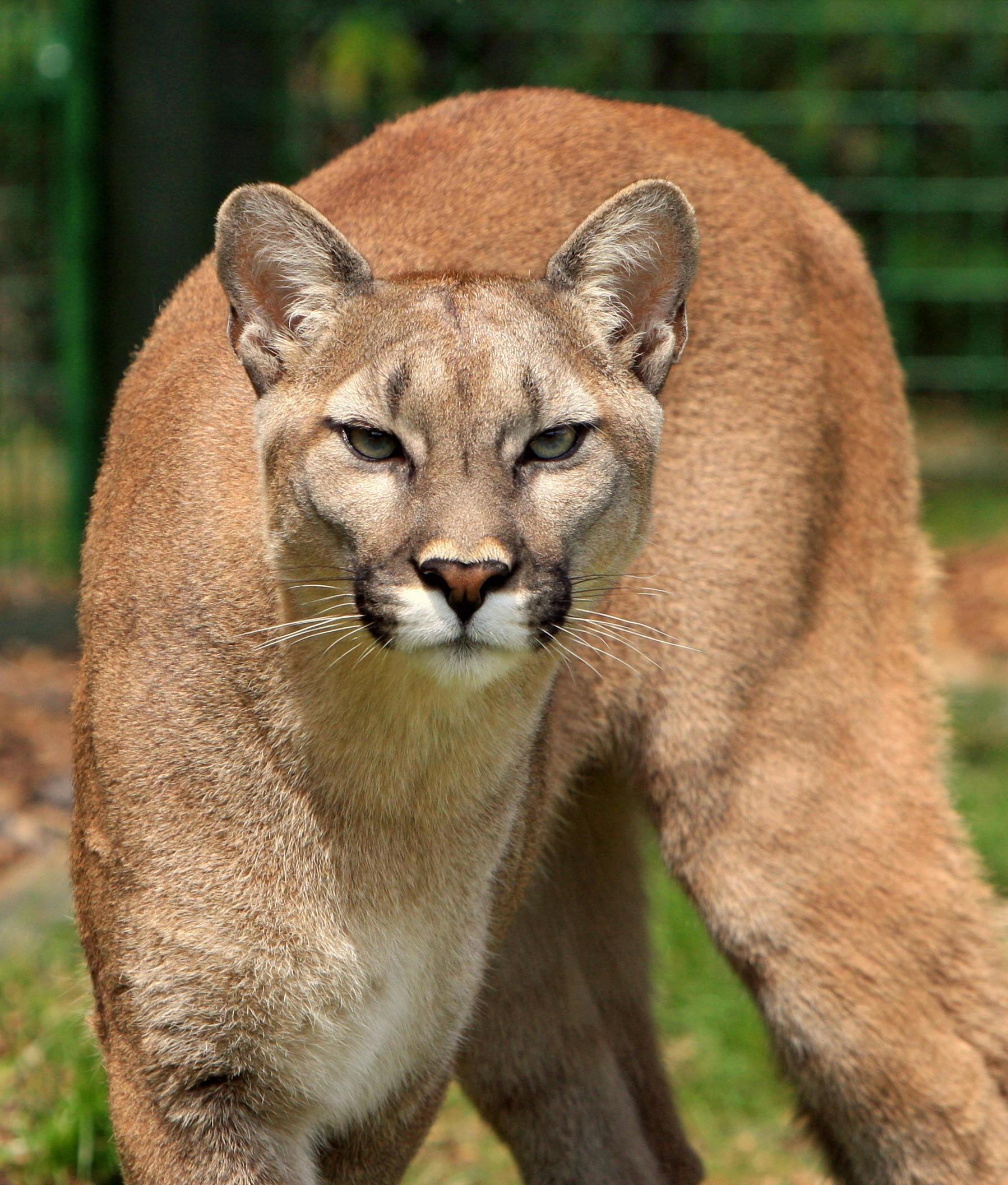 Cougar Animal · Free Stock Photo