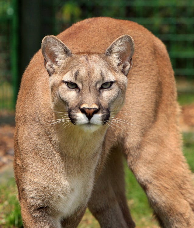 Cougar Animal