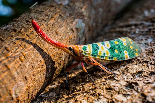 Ilmainen kuvapankkikuva tunnisteilla auchenorrhyncha, canthigaster cicada, eksoottinen Kuvapankkikuva