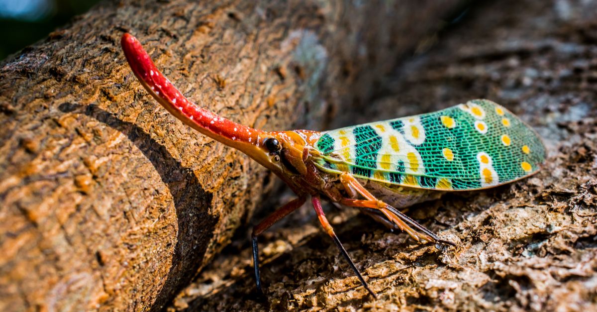 Red Tree Hopper Green and Red Tree Hopper on Brown Surface · Free Stock Photo