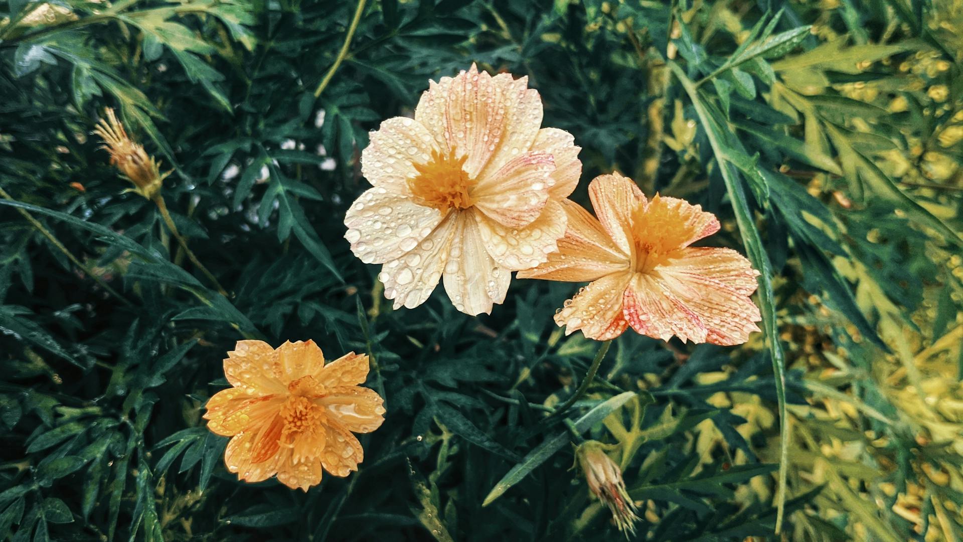 Close-up of cosmos flowers with dew drops in Davao City garden foliage.