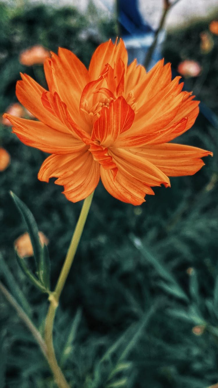 Close-up Of Flower Growing In Garden