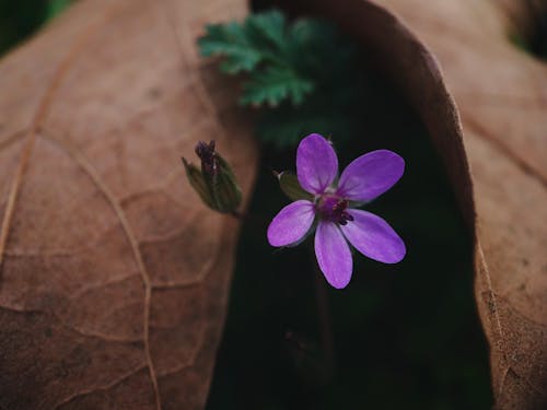 ayrılmak, çiçek, doğa içeren Ücretsiz stok fotoğraf