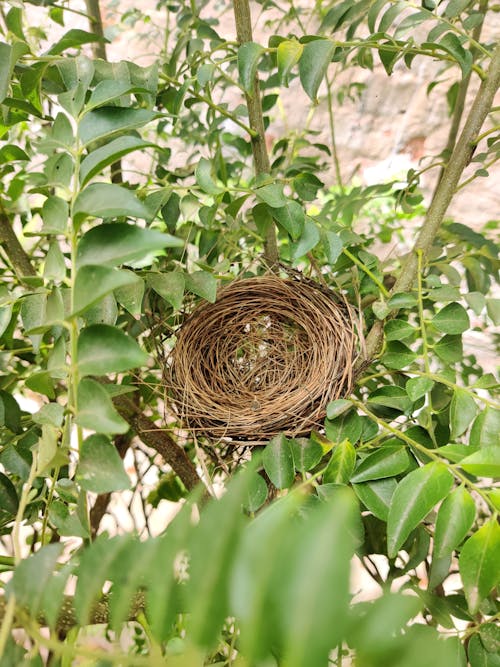 Nest among Green Leaves