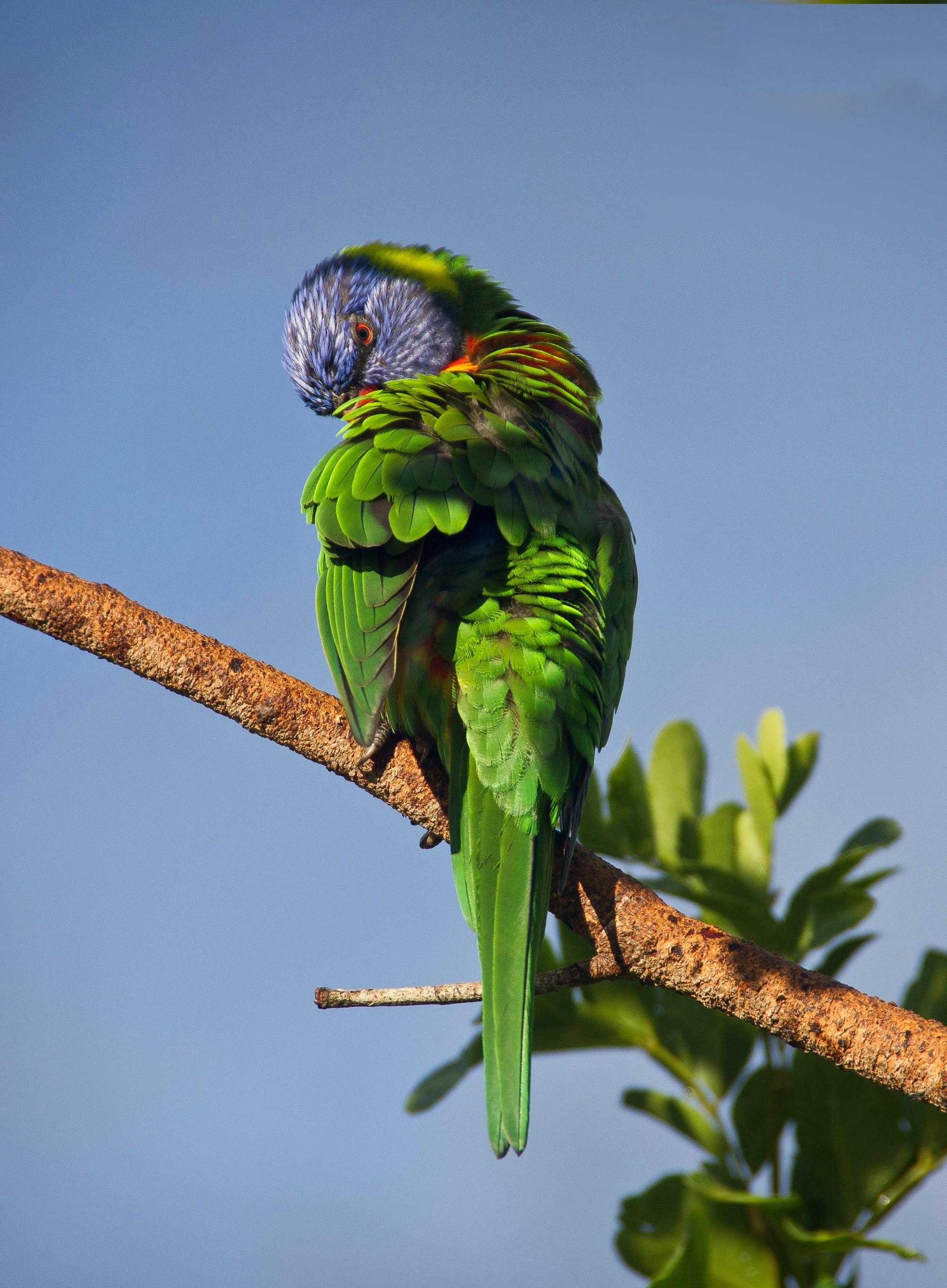 Foto Stok Gratis Tentang Bersolek Burung Beo Langit Biru