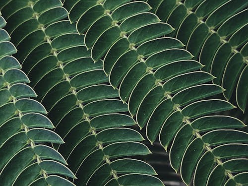 Gratis stockfoto met detailopname, fabriek, groene bladeren