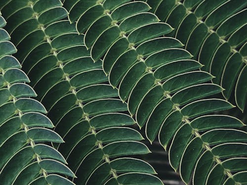 Green Leaves of a Plant in Macro Shot Photography