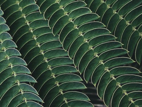 Free Macro shot of lush green fern leaves with intricate patterns in Montebello, CA. Stock Photo