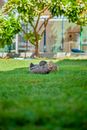 Ducks Sitting on a Grass Field