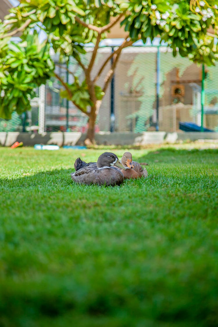 Ducks Sitting On A Grass Field