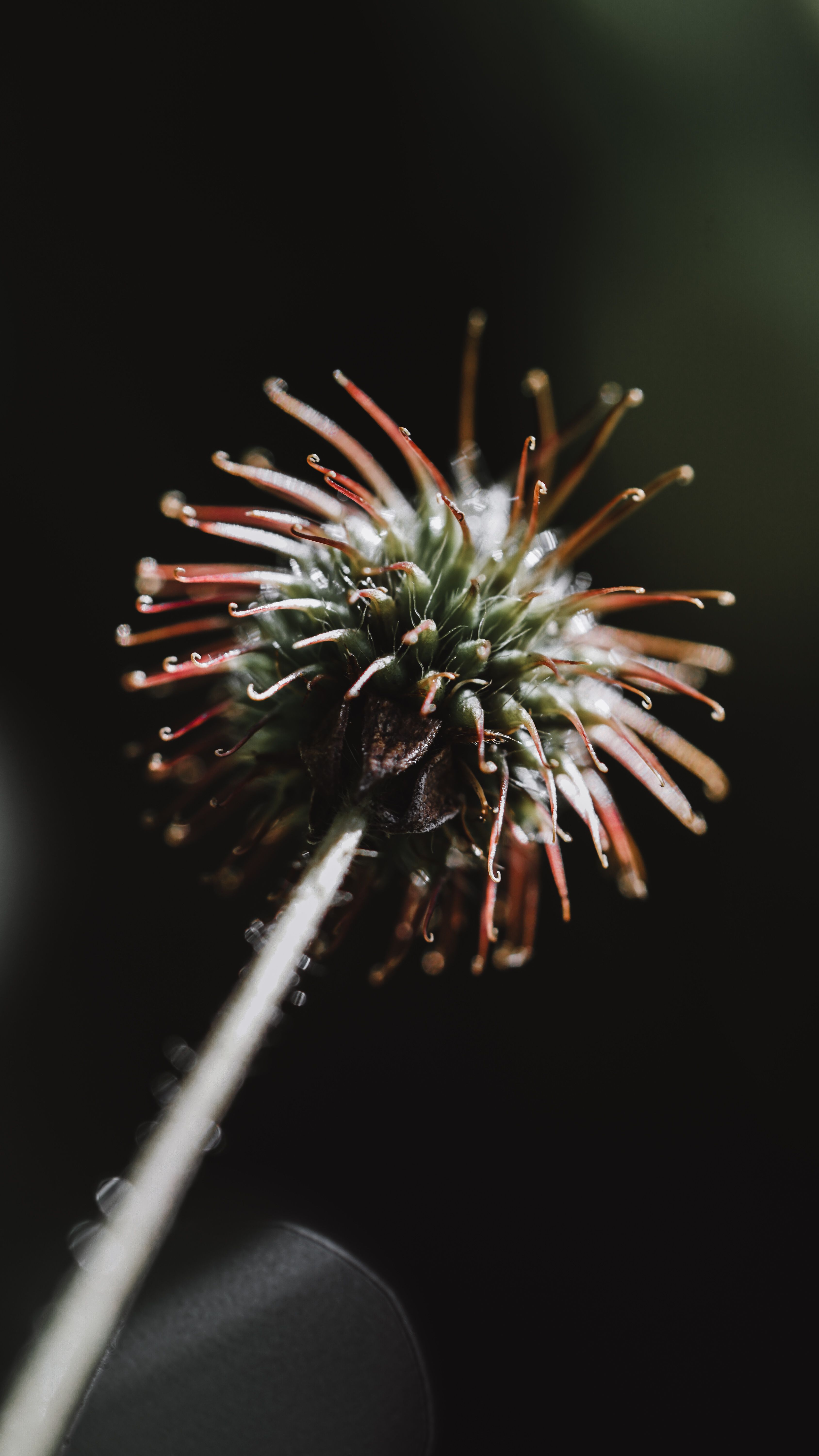 Wood Avens Photos, Download The BEST Free Wood Avens Stock Photos & HD