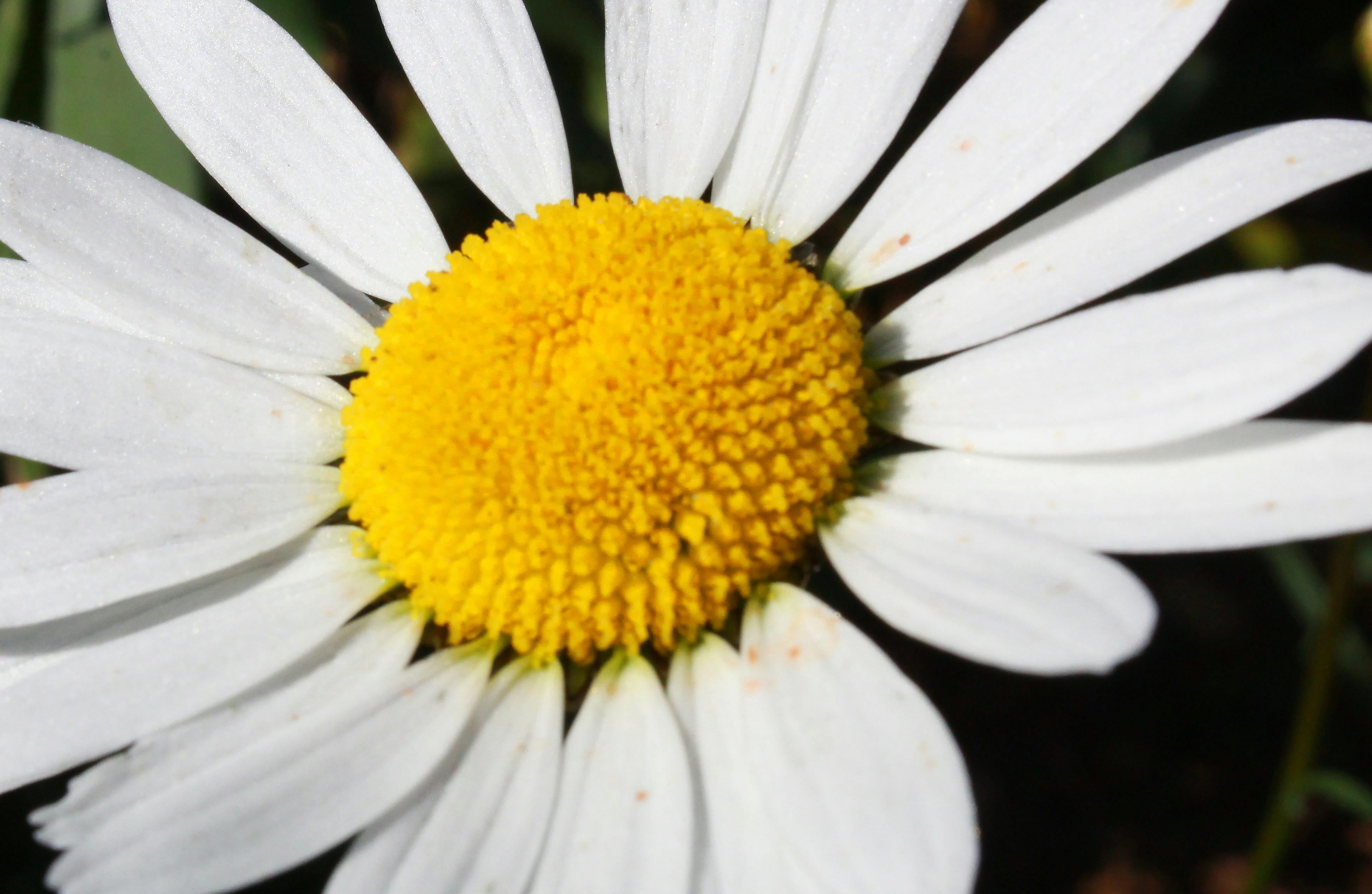 Free stock photo of african daisy, beautiful flowers, daisies