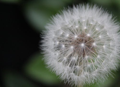 Dandelion Flower