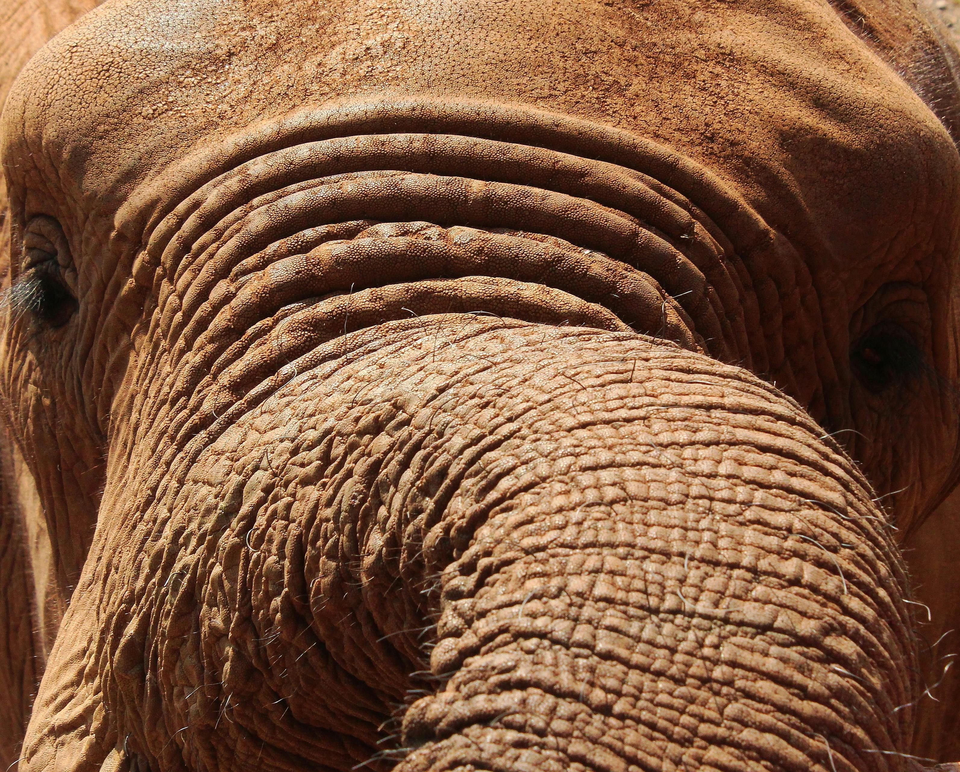 Free stock photo of big five, close-up, elephant