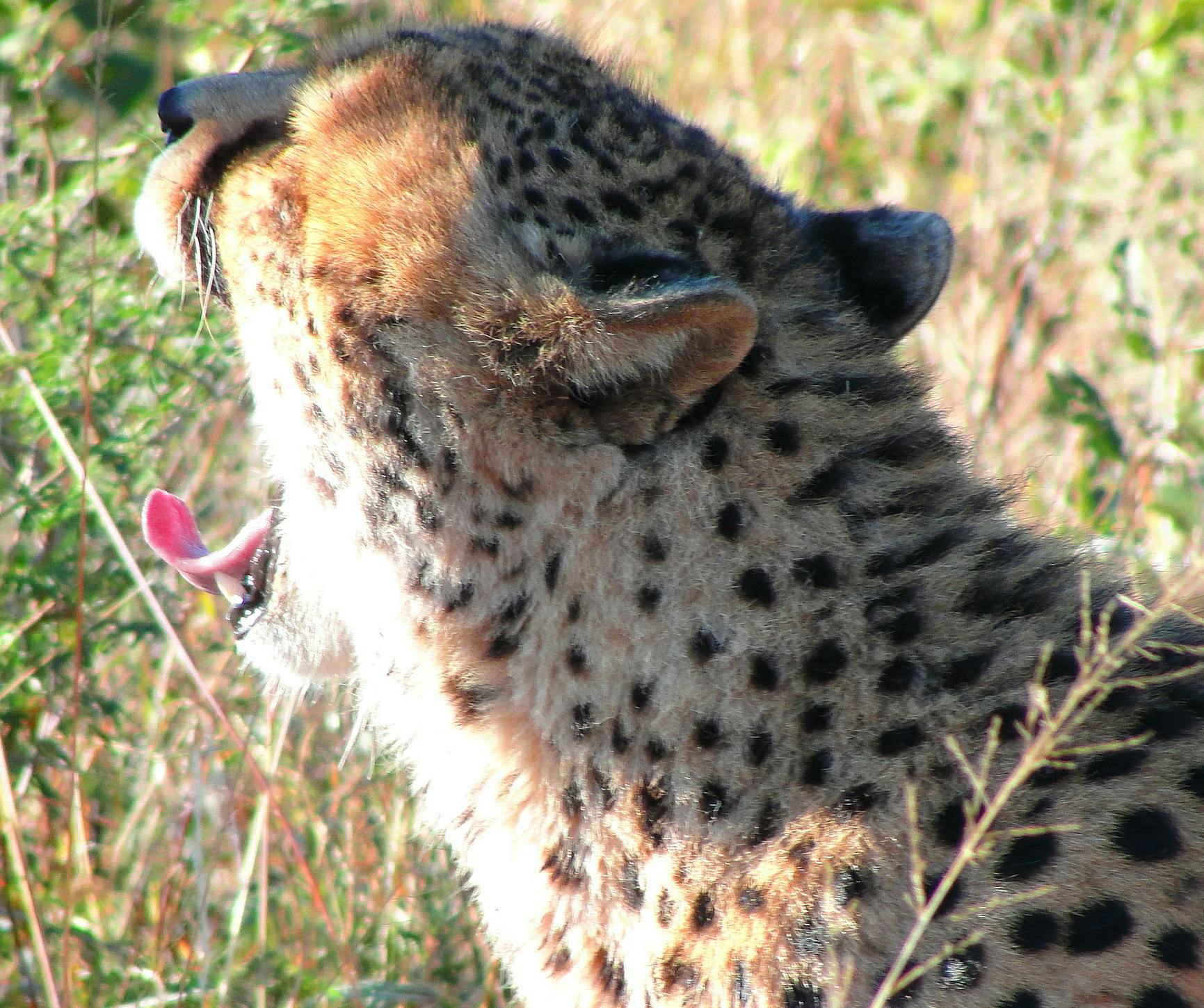 Free stock photo of africa, cheetah, safari