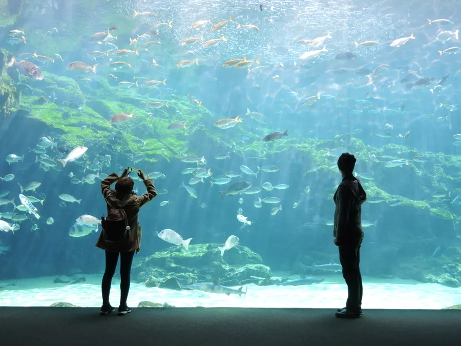 Visiteurs observant les poissons tropicaux à travers la vitre géante du bassin central d'Abyssia
