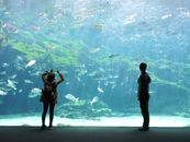 在大型水族馆里，两个人正观察着各种各样的鱼，光线照亮了整个场景