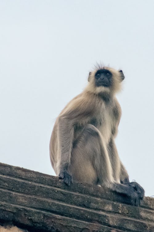 A Monkey Sitting on a Mossy Wall