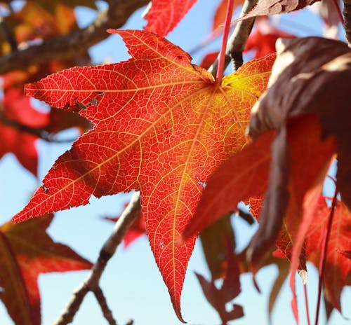 Free Close-up Red Maple Leaf Stock Photo