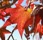 秋天拍摄的红色和橙色枫叶特写，是完美的自然主题素材