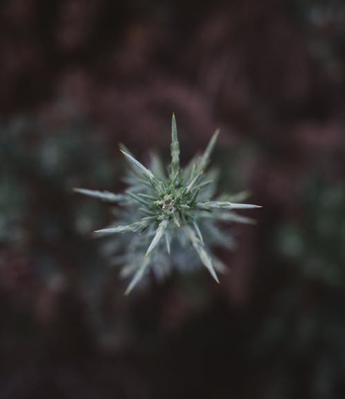 Gratis lagerfoto af cannabis, græs, lodret skud