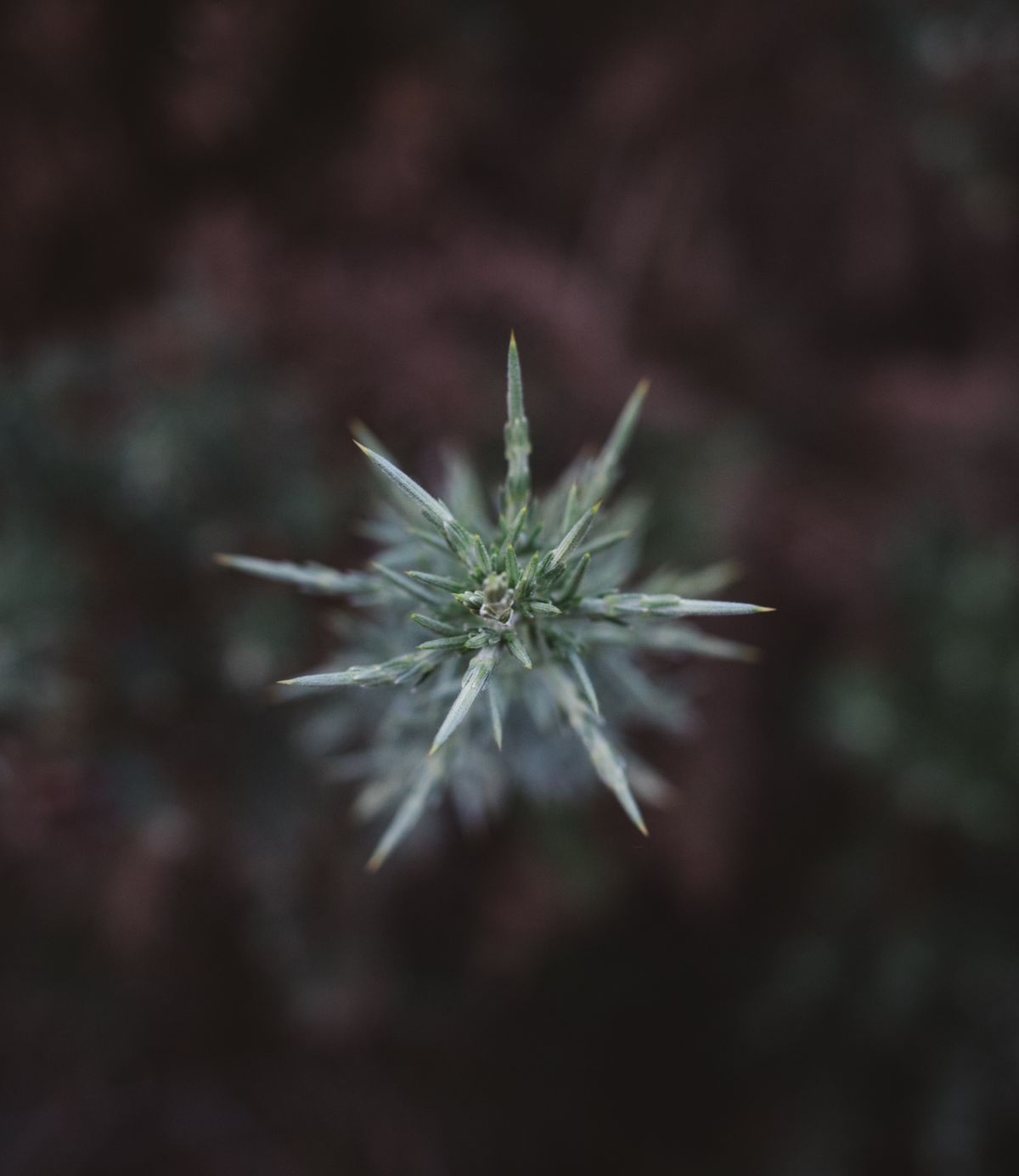 AfterPay THCA Online cannabis