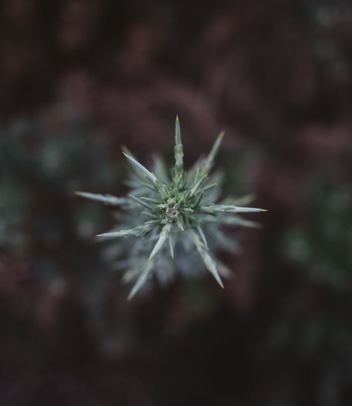 Texas medical cannabis product review