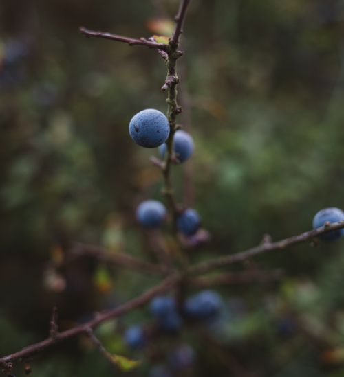 Free Macro shot of wild blueberries on a thorny branch, showcasing natural beauty and freshness. Stock Photo