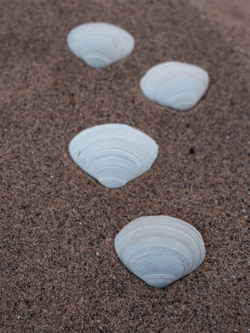 White Shells on Brown Sand