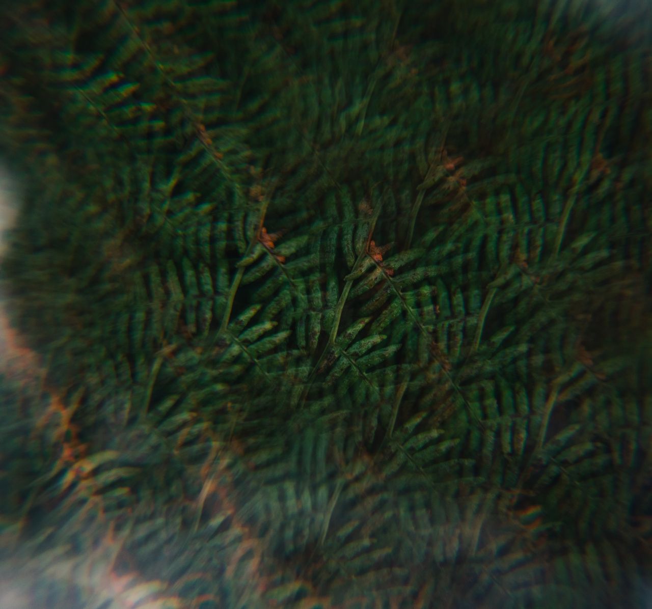 blurred abstract image of green fern leaves creating a textured patter
