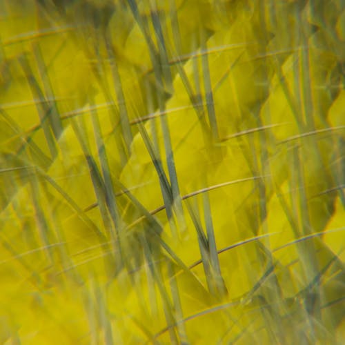 Close up of Grass in a Field