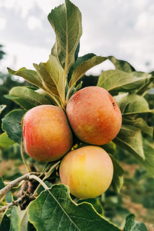Free Closeup of ripe colorful juicy fruits growing on shrub with green leaves against cloudy sky on plantation in countryside in nature Stock Photo