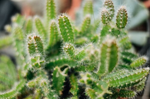  Close Up Photography of a Green Cactus