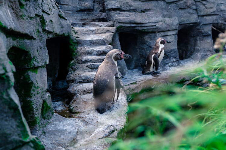 Humboldt Penguins On A Rock Formation 