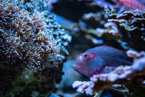 Close-up Photo of a Blue Fish 