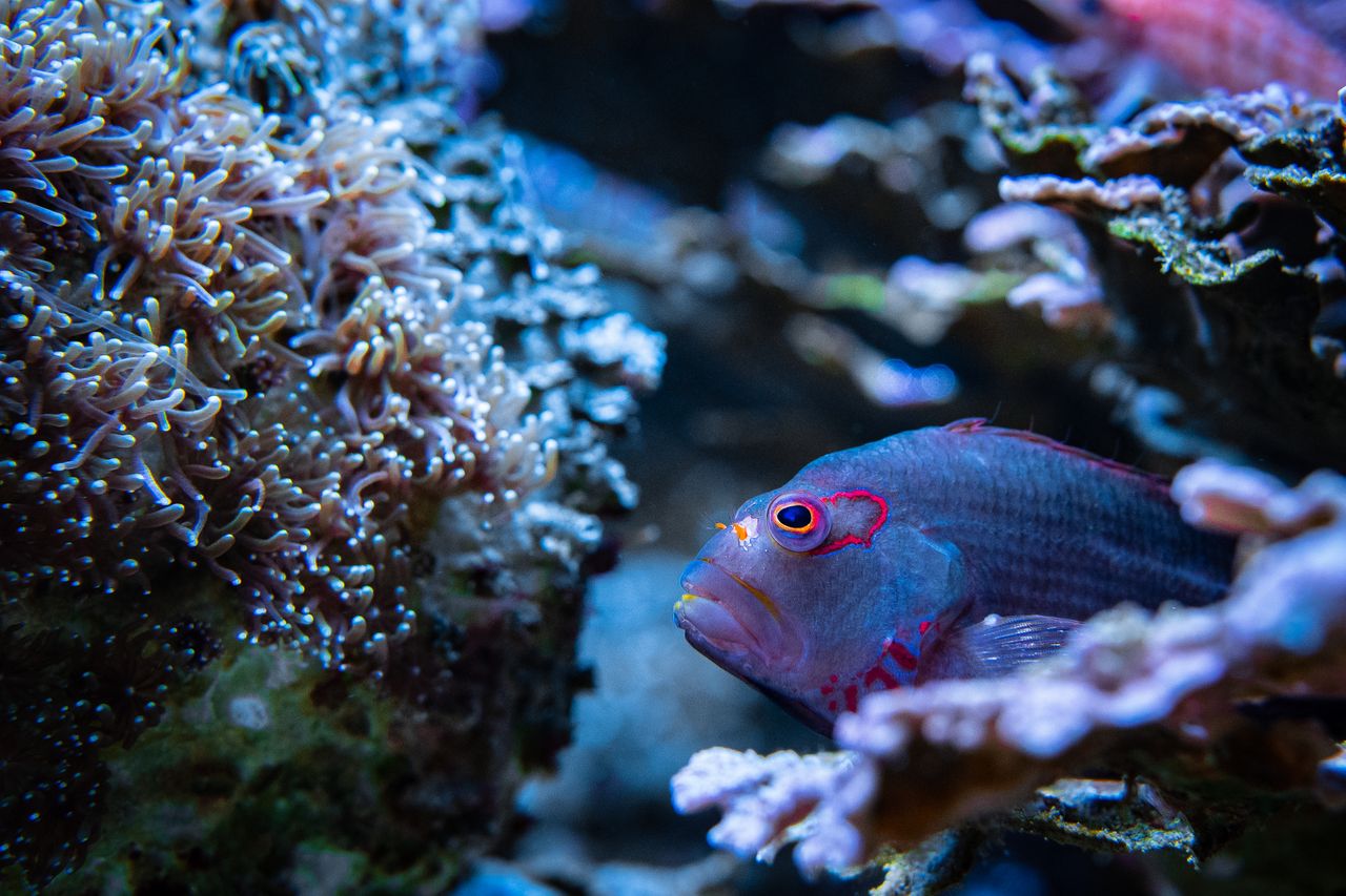 vibrant fish swimming in a vivid coral reef showcasing marine biodiver