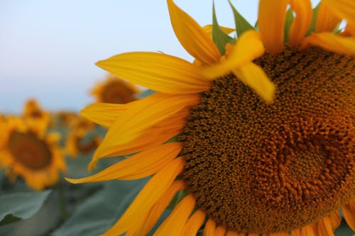 Free stock photo of sunflower