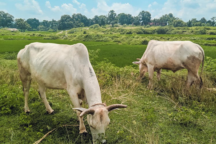 Cows Eating Grass On Pasture