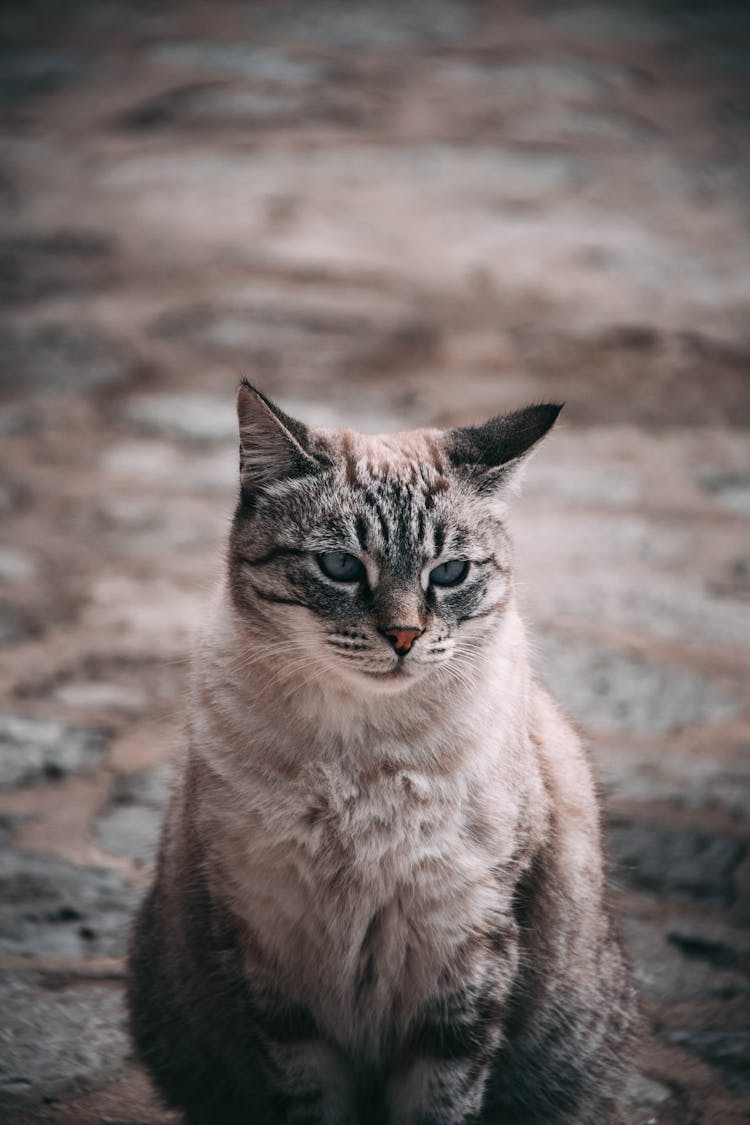 Fluffy Cat Sitting On Street 