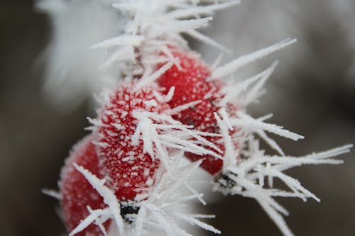 Free Frost Forming on Red Plant Stock Photo