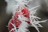 这张宏观镜头下的照片中，充满活力的红色浆果覆盖着霜冻，展现了冬季冰冷的美丽